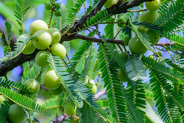 patanjali amla benefit 1