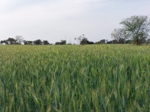 गेहूं उपार्जन