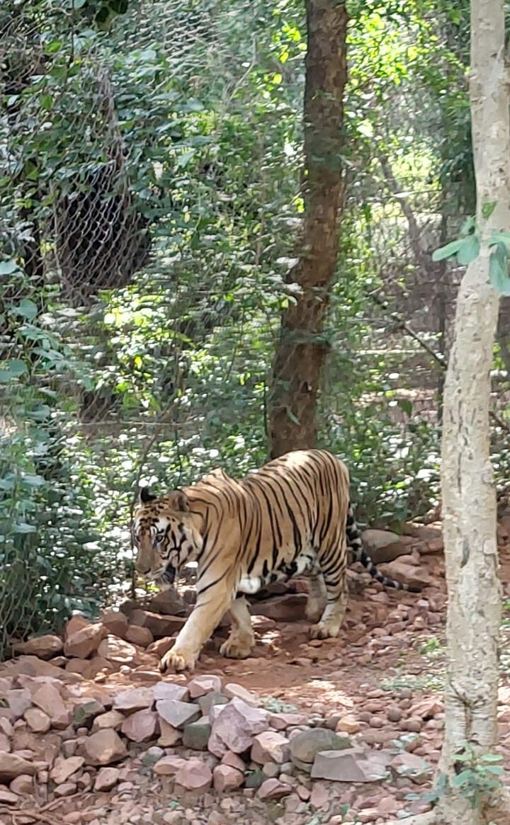 बाघ