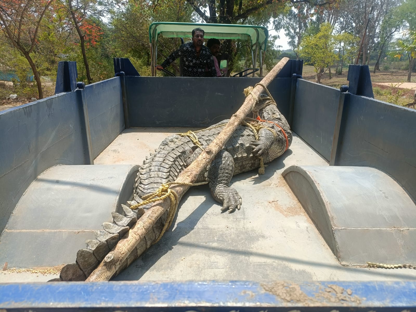 वन