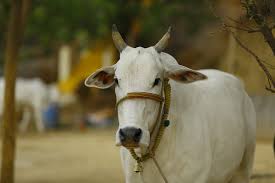 मवेशियों