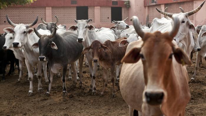 गौ अभ्यारण्य