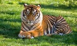 माधव नेशनल पार्क Madhav National Park will be the eighth tiger reserve of the state