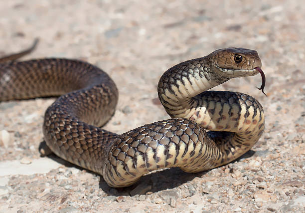 eastern brown snake