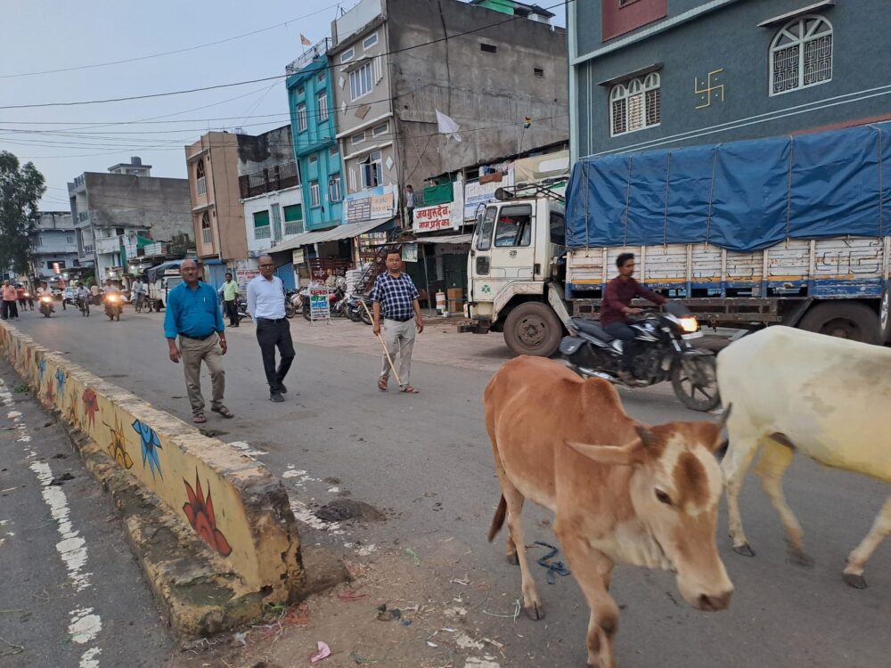आवारा पशुओं